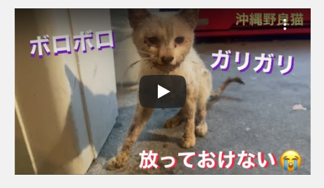 病気の野良猫を保護 天国への扉 病気の野良猫を保護 天国への扉